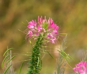 2022 09 12 LongFellowGardens 055